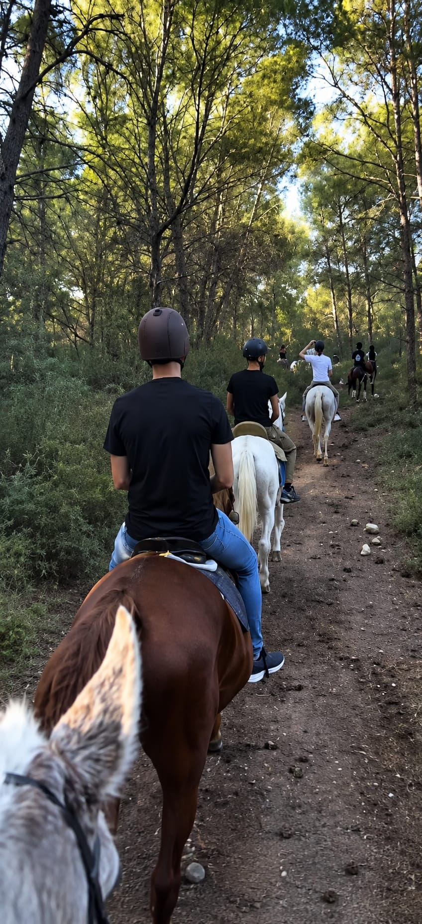 Jinetes en fila por un sendero entre pinos del Parque Natural de la Vallesa en Valencia